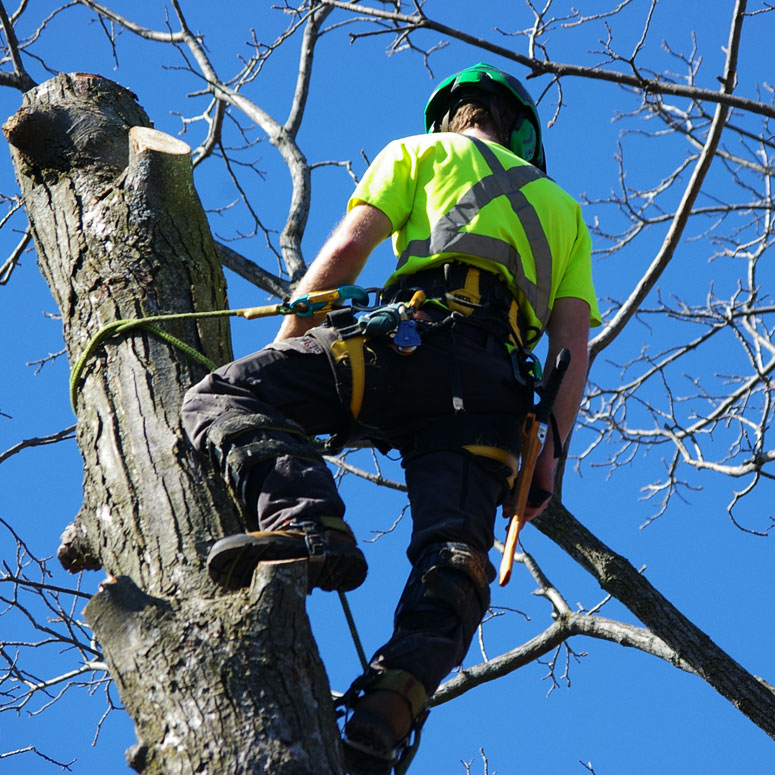 Phillips Tree Service - Tree & Shrub Removal